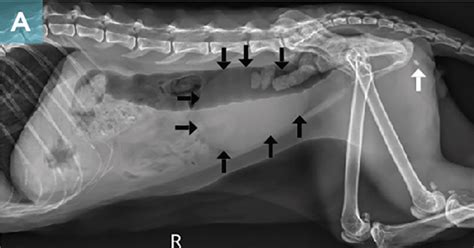 Diagnosing and Managing Feline Lower Urinary Tract Disease