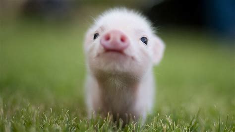 Baby Pig Wallpaper - WallpaperSafari