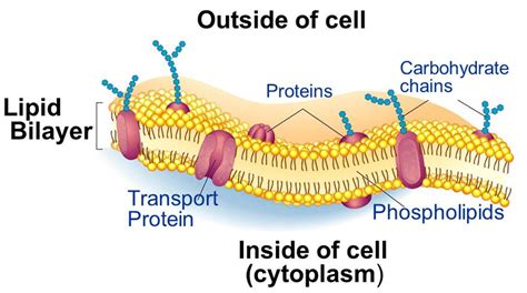 Cell Membrane Structure