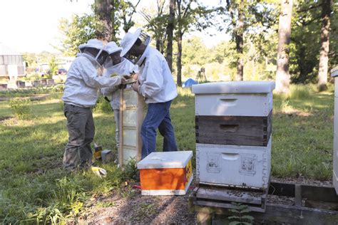 Bee Hive Indoor Observation Installation | Jon Zawislak (wit… | Flickr