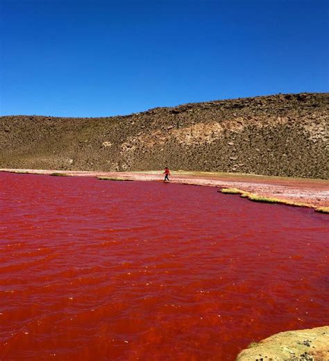 Laguna Roja: un enigma imperdible del norte de Chile - Chile Travel