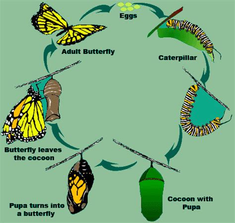 Class VIII Science Notes and study material for Reproduction in Animals Chapter 9