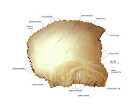 the structure of an animal's skin is shown in this diagram, with all its parts labeled