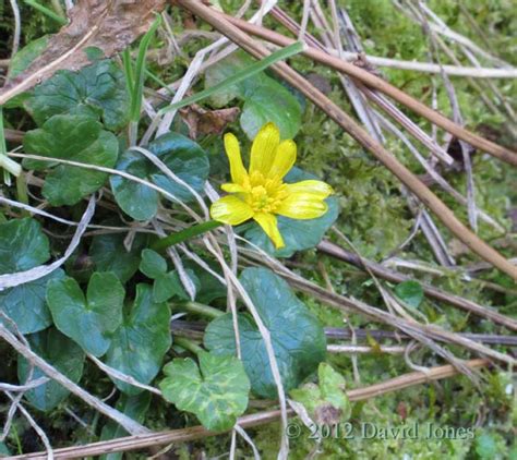 The first Lesser Celandine flower, 23 Feb