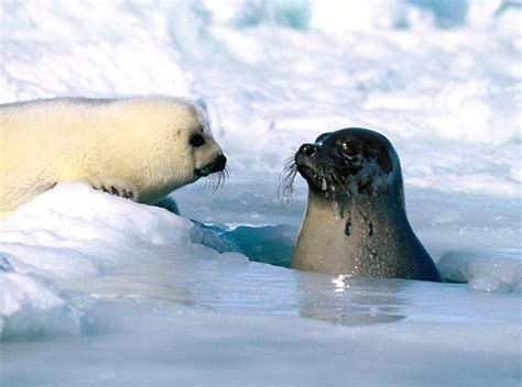 Arctic Ocean Animals | ACAD Arctic Animals Extravaganza: Harp Seal ...