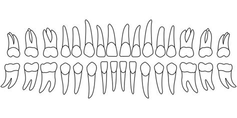 Tooth Chart Bilder – Durchsuchen 8,136 Archivfotos, Vektorgrafiken und Videos | Adobe Stock