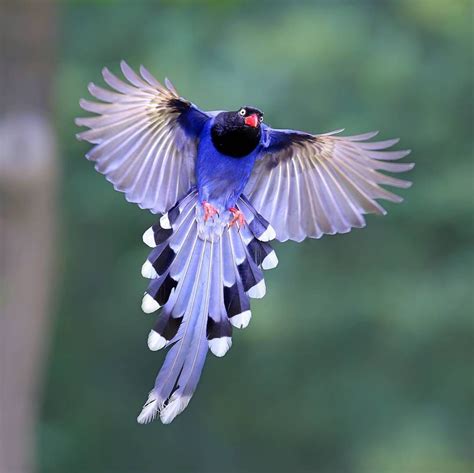 台灣藍鵲 Taiwan Blue Magpie Most Beautiful Birds, Life Is Beautiful ...