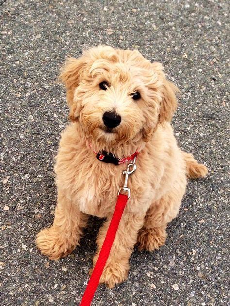 A walking teddy bear | Goldendoodle puppy, Mini goldendoodle puppies, Teddy bear puppies