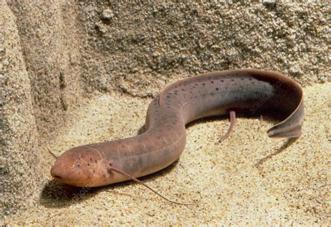 African lungfish - Stock Image - Z605/0543 - Science Photo Library