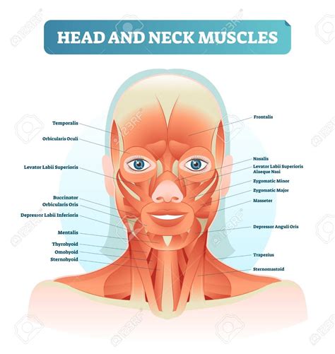 Head And Neck Muscles Labeled Anatomical Diagram, Facial Vector ...