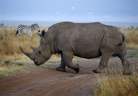 a rhinoceros and zebra crossing a dirt road