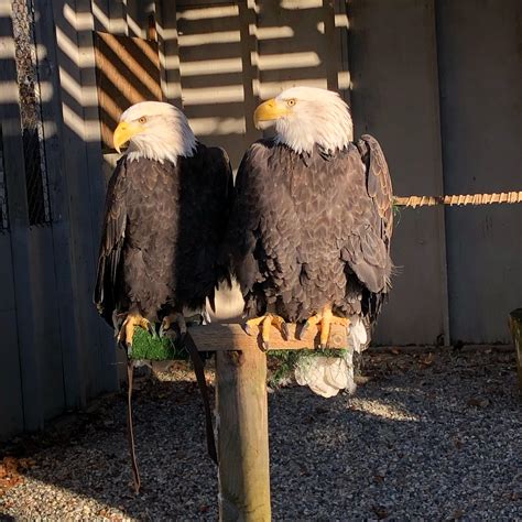 The two beautiful female bald eagles I care for at work : birdsofprey