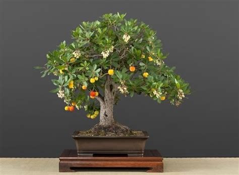 Strawberry tree bonsai care