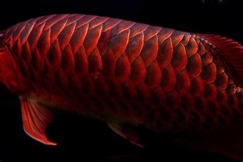 Champion Red Arowana | Dragon fish, Fish, Red dragon