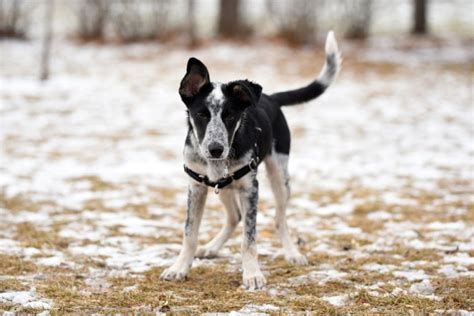 Are Border Collie Blue Heelers Good With Kids