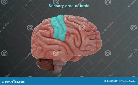 Sensory Area Of Human Brain Stock Image | CartoonDealer.com #231458491