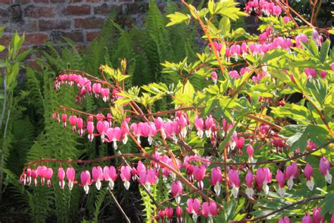 Lamprocapnos spectabilis – Ballyrobert Gardens