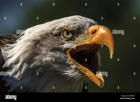 Angry Bald Eagle (Haliaeetus leucocephalus Stock Photo - Alamy