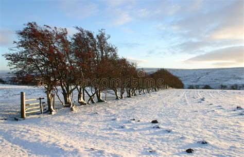 Wintry Scene stock photo. Image of field, nature, freeze - 54250