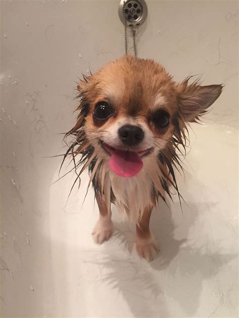 "Whew !! Had My Baff !!" | Cute chihuahua, Chihuahua, Chihuahua puppies