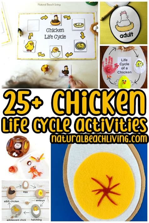 Chicken Life Cycle Worksheet Have Fun Teaching - vrogue.co