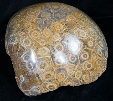 5.3" Polished Fossil Coral Head - Morocco (#8842) For Sale - FossilEra.com