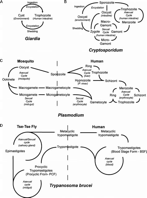 Protozoan parasite life cycles. Schematic representation of the life... | Download Scientific ...