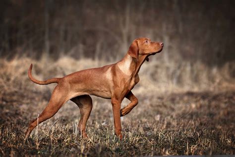 Hunting Dog Profile: The Graceful, Genial Smooth-Coated Hungarian Vizsla | GearJunkie