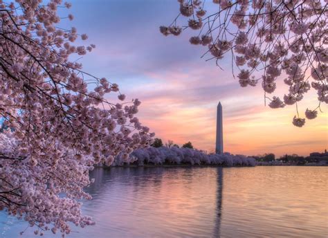 Best of the 2019 Cherry Blossom Festival: Washington, DC