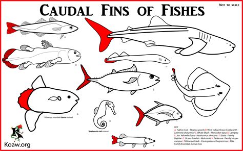 Fins of Fishes — Koaw Nature