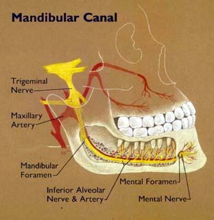 Mandibular Canal - Location, Function and Pictures