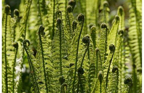 How to Identify, Cook, and Eat Edible Ferns | The Best Way - Survival Freedom