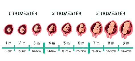 Premium Vector | Human embryo growth development pregnancy stage timeline. fetal size and shape ...