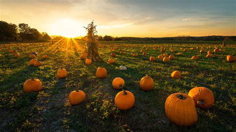 Pumpkin-Patch [3840x2160] : r/wallpaper