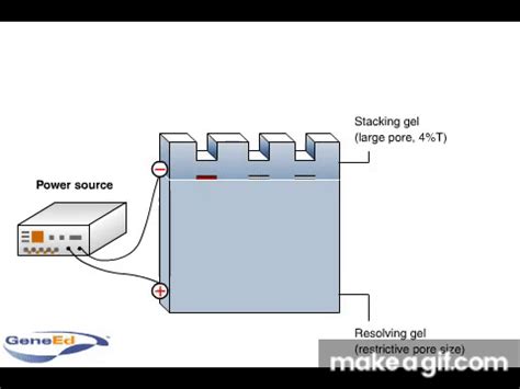 SDS-PAGE (polyacrylamide gel electrophoresis) on Make a GIF