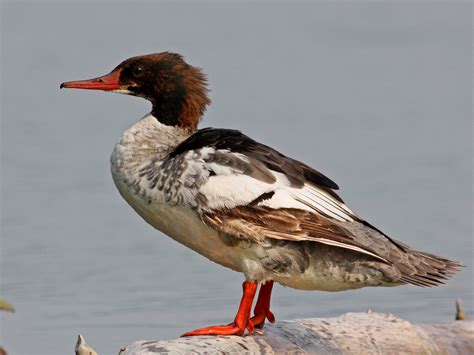 Common Merganser - eBird