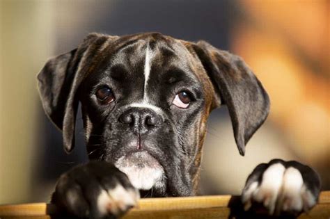 The Miniature Boxer - The Pros and Cons of this Cute But Controversial Dog | Your Dog Advisor