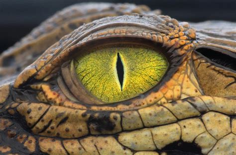 Les Reptiles, Reptiles And Amphibians, Megalodon, Crocodile Eyes ...