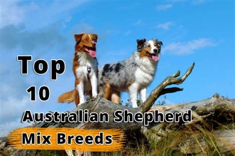 Top 10 Australian Shepherd Mix Breeds - Dogmal.com