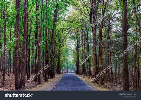 3,730 Assam Forest Images, Stock Photos & Vectors | Shutterstock