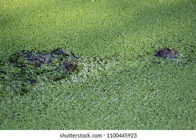 Camouflage Crocodile Images, Stock Photos & Vectors | Shutterstock