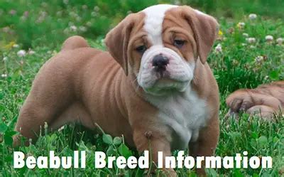 Beabull Puppies For Sale In Kansas | Local Puppy Breeders