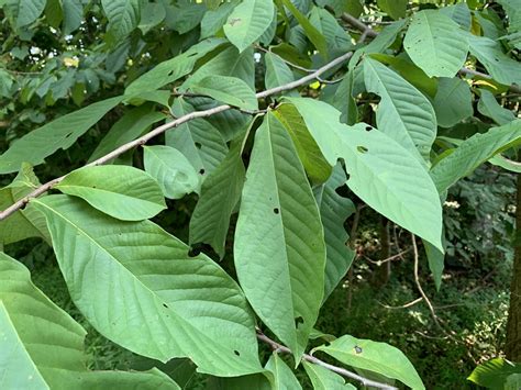 9 Reasons the Pawpaw Is the Ultimate Tree for Survivalists | Outdoor Life