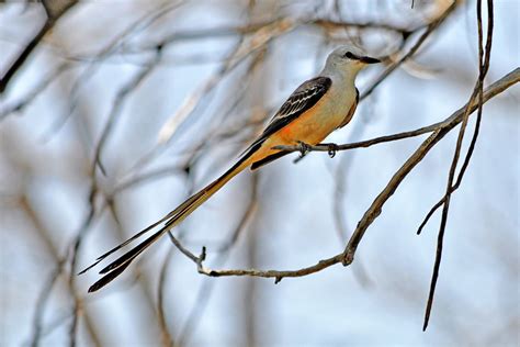 Scissor-tailed Flycatcher - Wilder Good