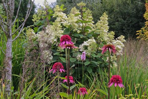 Echinacea purpurea 'Razzmatazz' – Ballyrobert Gardens