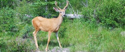 Banff Evening Wildlife Tour | Discover Banff Tours