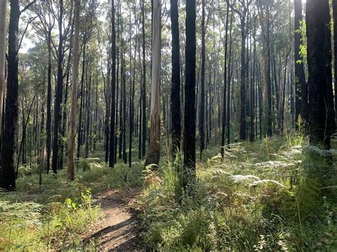 Bunyip State Park | Trail Navigator Victoria