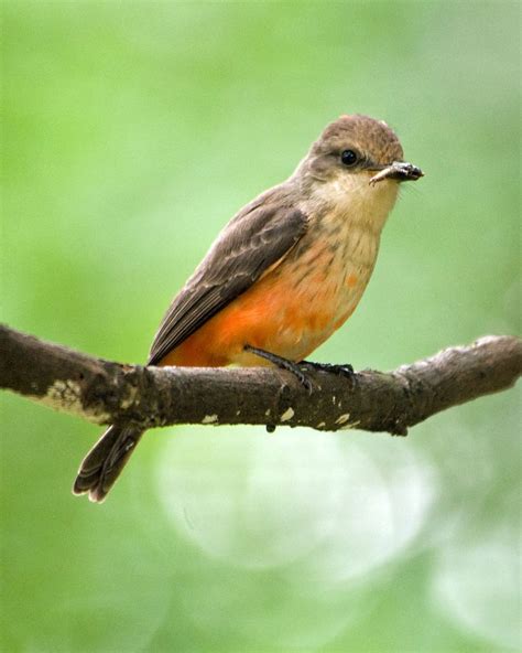 Female Vermilion Flycatcher (Pyrocephalus rubinus) | Vermilion ...