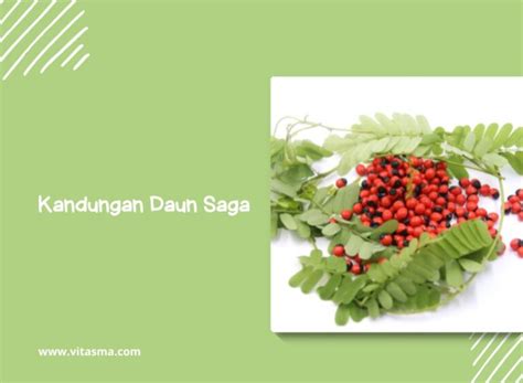 10+ Manfaat Daun Saga Yang Berguna Bagi Kesehatan