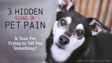 3 Hidden Signs of Pet Pain - Is Your Pet Trying to Tell You Something ...